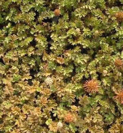 Acaena microphylla 'Dichte Matte' geen maat specificatie 0,55L/P9cm