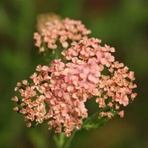 Achillea m. 'Lachsschönheit' geen maat specificatie 0,55L/P9cm