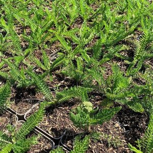 Achillea m. Milly Rock Red geen maat specificatie 0,55L/P9cm - afbeelding 2