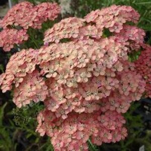 Achillea m. 'Wesersandstein' geen maat specificatie 0,55L/P9cm