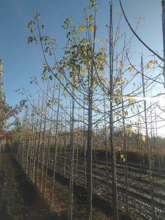 Acer negundo 'Flamingo' 12-14 Hoogstam wortelgoed 2 X verplant - afbeelding 6