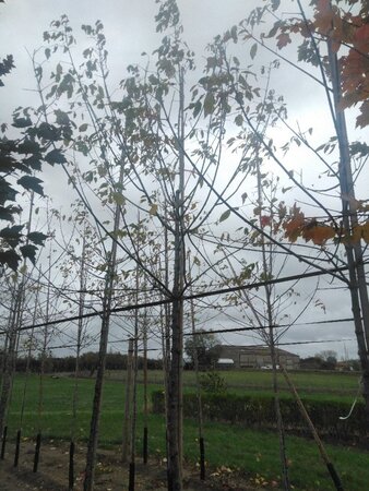 Acer negundo 'Flamingo' 12-14 Hoogstam wortelgoed 2 X verplant - afbeelding 7