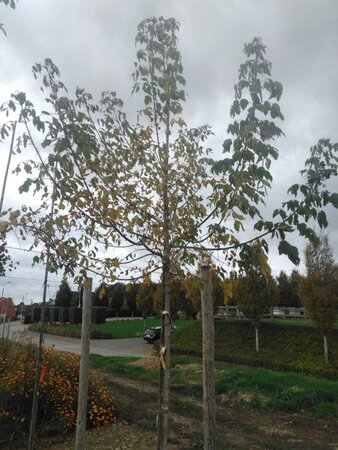 Acer negundo 'Flamingo' 12-14 Hoogstam wortelgoed 2 X verplant - afbeelding 5