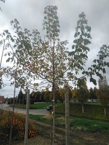 Acer negundo 'Flamingo' 12-14 Hoogstam wortelgoed 2 X verplant - afbeelding 5