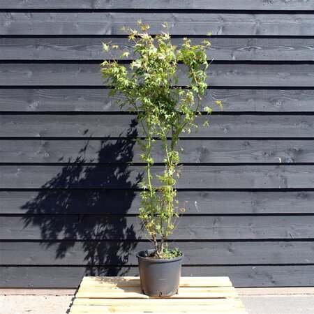 Acer palmatum 125-150 cm cont. 12L