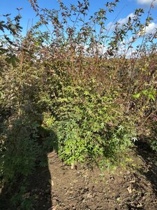 Acer palmatum 150-175 cm met kluit