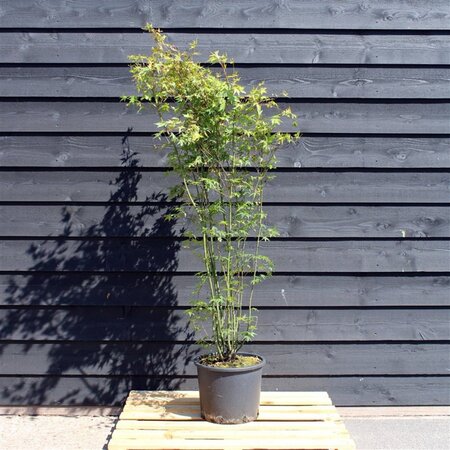 Acer palmatum 175-200 cm cont. 15L