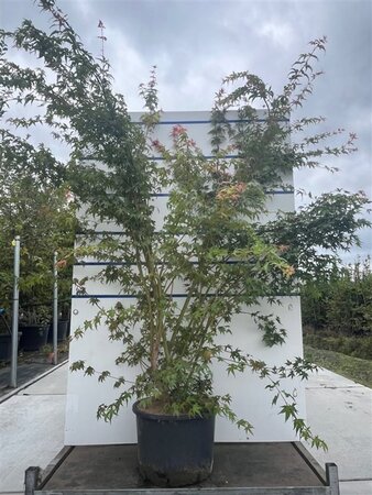 Acer palmatum 175-200 cm cont. 35L meerstammig