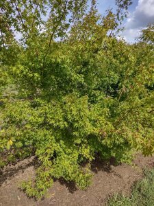 Acer palmatum 200-250 cm draadkluit meerstammig