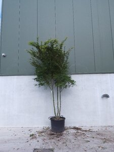 Acer palmatum 250-300 cm container multi-stem extra