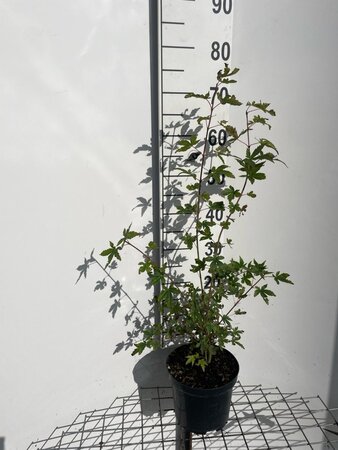 Acer palmatum 60-80 cm cont. 3,0L - afbeelding 2