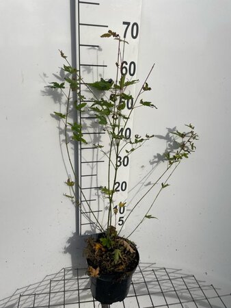 Acer palmatum 60-80 cm cont. 3,0L - afbeelding 3