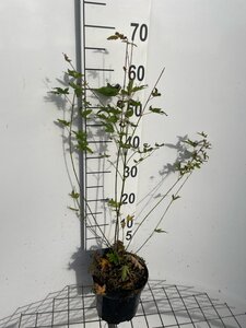 Acer palmatum 60-80 cm cont. 3,0L - afbeelding 3