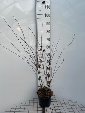 Acer palmatum 60-80 cm cont. 3,0L - afbeelding 2