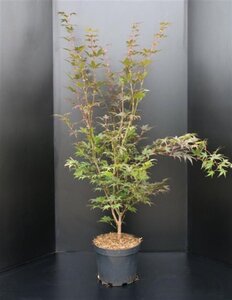 Acer pal. 'Atropurpureum' 100-125 cm cont. 10L