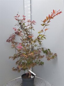 Acer pal. 'Atropurpureum' 100-125 cm cont. 10L