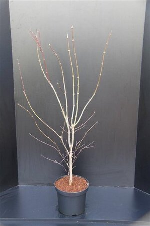 Acer pal. 'Atropurpureum' 100-125 cm cont. 10L - afbeelding 2