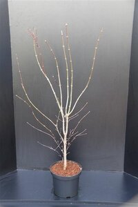 Acer pal. 'Atropurpureum' 100-125 cm cont. 10L - afbeelding 2
