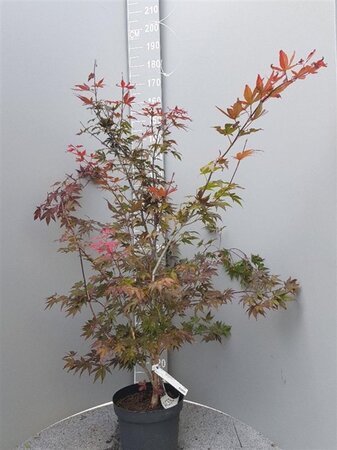 Acer pal. 'Atropurpureum' 100-125 cm cont. 10L - image 1