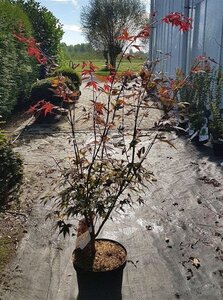 Acer pal. 'Atropurpureum' 100-125 cm cont. 10L - image 2