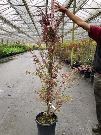Acer pal. 'Atropurpureum' 125-150 cm cont. 25L - afbeelding 2