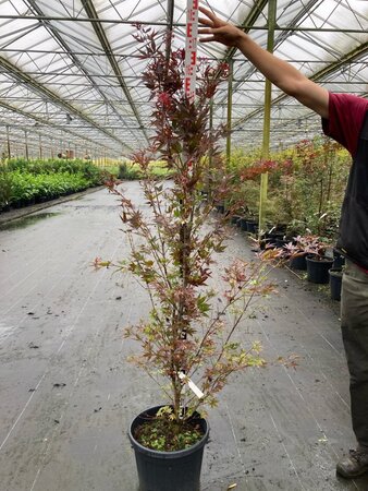 Acer pal. 'Atropurpureum' 125-150 cm cont. 25L - afbeelding 1