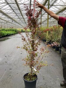 Acer pal. 'Atropurpureum' 125-150 cm cont. 25L