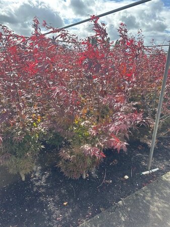 Acer pal. 'Atropurpureum' 125-150 cm met kluit