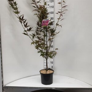 Acer pal. 'Atropurpureum' 50-60 cm cont. 5,0L - afbeelding 10