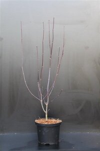 Acer pal. 'Atropurpureum' 50-60 cm cont. 5,0L - afbeelding 8