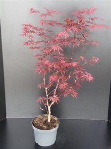 Acer pal. 'Atropurpureum' 50-60 cm cont. 5,0L - afbeelding 7