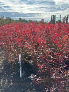 Acer pal. 'Atropurpureum' 60-80 cm met kluit