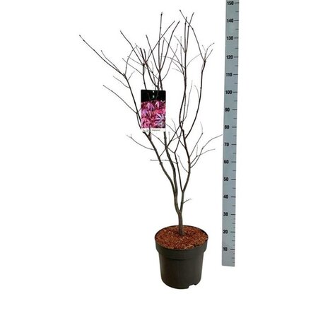 Acer pal. 'Atropurpureum' 80-100 cm cont. 10L - afbeelding 6