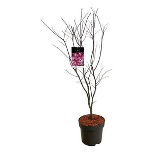 Acer pal. 'Atropurpureum' 80-100 cm cont. 10L - afbeelding 4