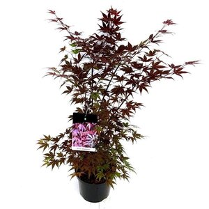 Acer pal. 'Atropurpureum' 80-100 cm cont. 10L - afbeelding 3