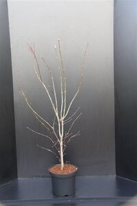 Acer pal. 'Atropurpureum' 80-100 cm cont. 10L - afbeelding 6
