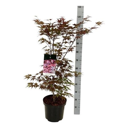 Acer pal. 'Atropurpureum' 80-100 cm cont. 10L - afbeelding 2
