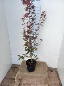 Acer pal. 'Atropurpureum' 80-100 cm cont. 7,5L - afbeelding 5