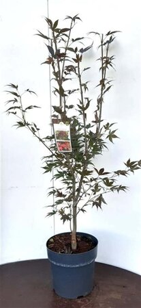 Acer pal. 'Atropurpureum' 80-100 cm cont. 7,5L - afbeelding 3