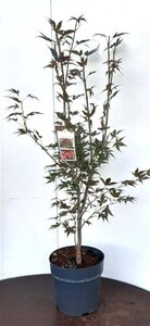 Acer pal. 'Atropurpureum' 80-100 cm cont. 7,5L - afbeelding 3