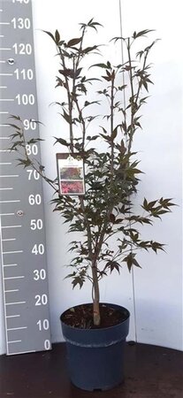 Acer pal. 'Atropurpureum' 80-100 cm cont. 7,5L - afbeelding 4