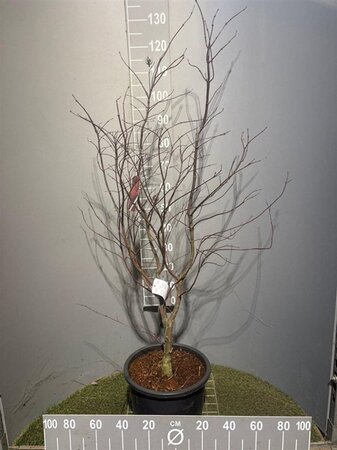 Acer pal. 'Bloodgood' 100-125 cm cont. 20L - afbeelding 2