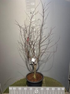 Acer pal. 'Bloodgood' 100-125 cm cont. 20L - afbeelding 2