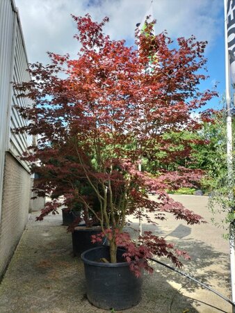 Acer pal. 'Bloodgood' 350-400 cm container meerstammig - afbeelding 1
