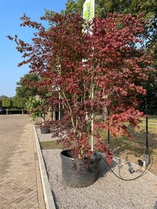 Acer pal. 'Bloodgood' 350-400 cm container meerstammig - afbeelding 5