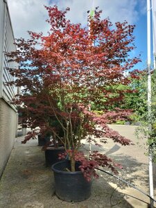 Acer pal. 'Bloodgood' 350-400 cm container meerstammig - afbeelding 2