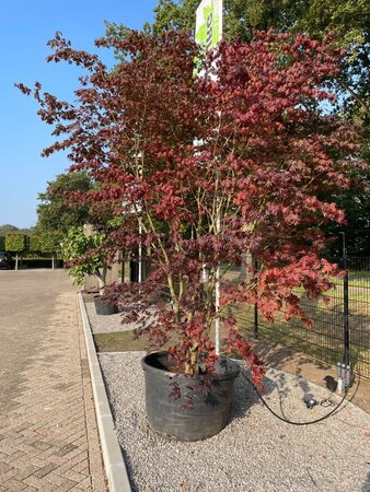 Acer pal. 'Bloodgood' 350-400 cm container multi-stem - image 3