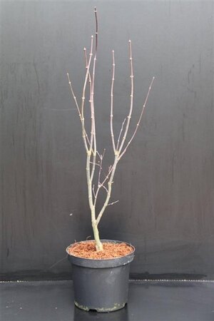 Acer pal. 'Bloodgood' 60-80 cm cont. 7,5L - afbeelding 2
