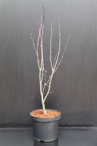 Acer pal. 'Bloodgood' 60-80 cm cont. 7,5L - afbeelding 2