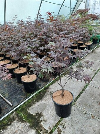 Acer pal. 'Bloodgood' 60-80 cm cont. 7,5L
